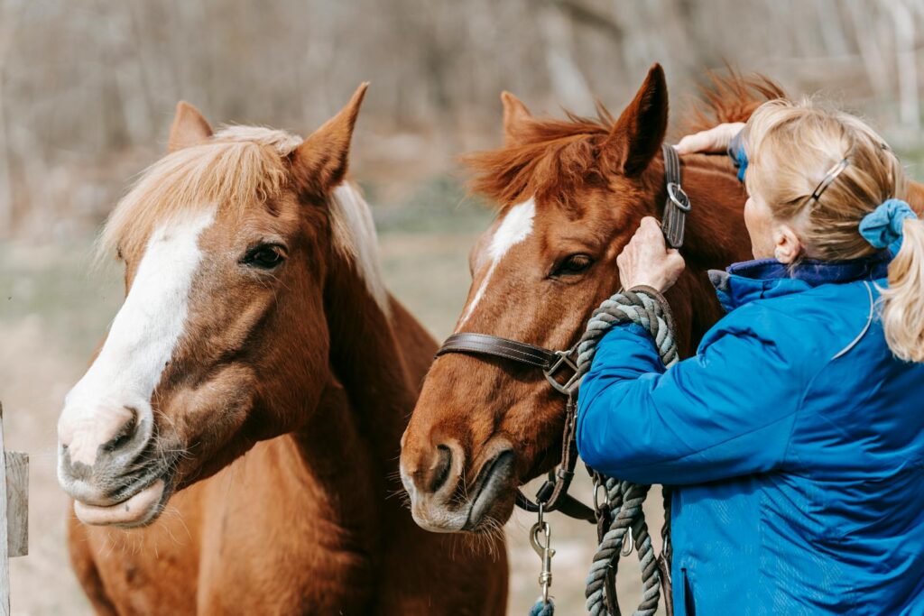 A woman grooming two brown horses in a rural outdoor setting with natural light.